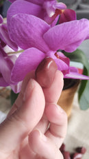 Jaspe Vermelho - Rolado