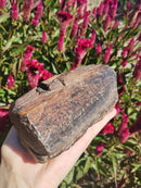 Pedra Madeira Petrificada